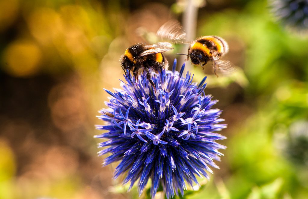 A photo of bees and a flower