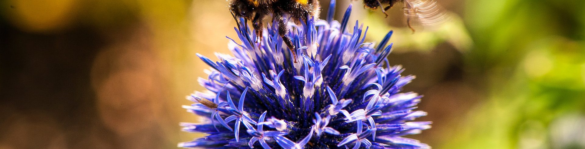 A photo of bees and a flower