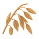 Oat (gluten containing grain)
